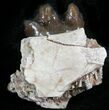 Oligocene Horse (Mesohippus) Jaw Section #25064-1